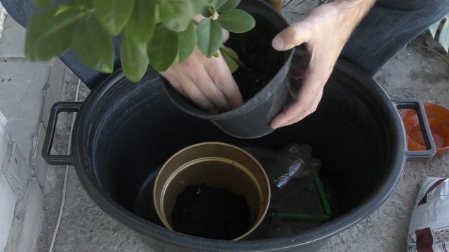 Пересадка лимона после покупки для новичков | лимон киевский крупноплодный | лимон желтеют листья смотреть онлайн