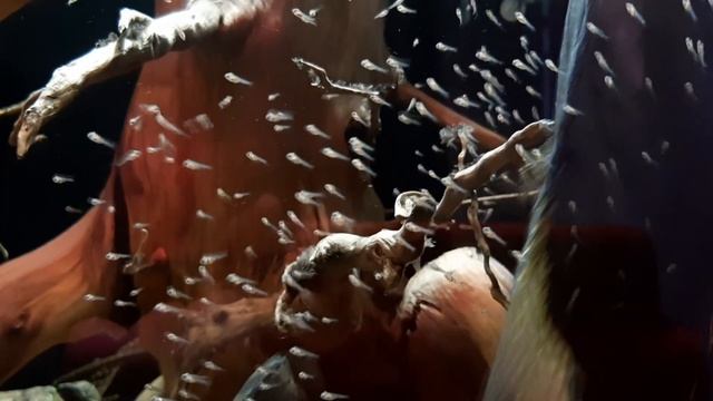 Первый нерест северумов смотреть онлайн