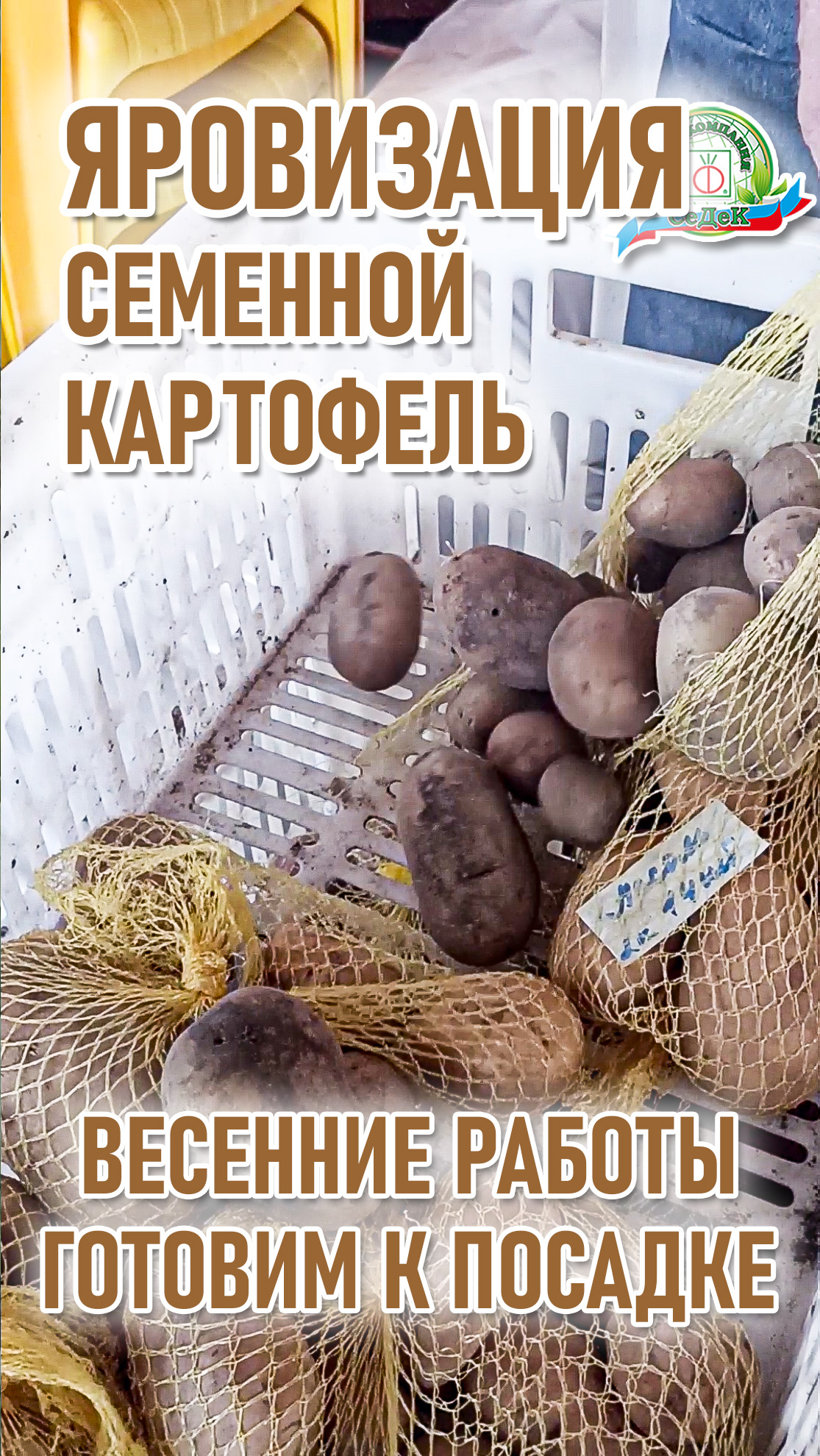 Яровизация картофеля. Яровизация. Картошка семенами с Пасхой.