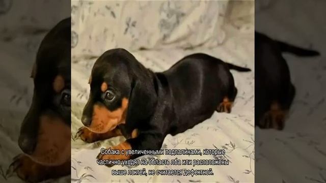 Черная такса, рыжая, коричневая и другие виды смотреть онлайн