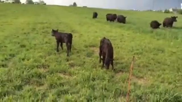 КФХ Корзуна С.В. - порода Абердин-Ангус - Беларусь смотреть онлайн