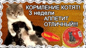 Британские котята _ Как и чем кормить котёнка _ Первый прикорм