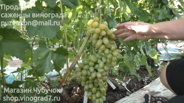 Виноград Иллария - ранний срок созревания на участке Пузенко Натальи Лариасовны смотреть онлайн