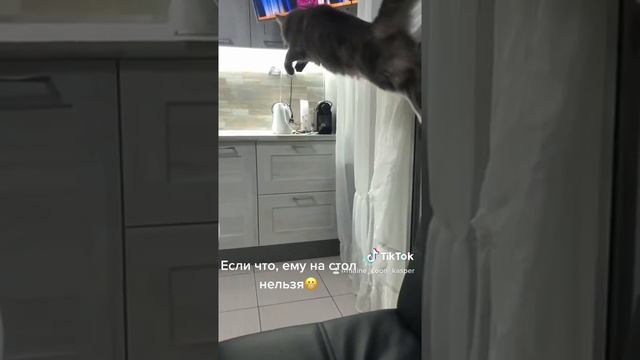 Mainecoon. Мейн-кун.Кот с кисточками на ушах.Прыжок кота. Замедленно. Большой кот. Охота смотреть онлайн