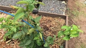 важная ПОДКОРМКА ЕЖЕВИКИ и МАЛИНЫ в осень