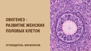 Овогенез - развитие женских половых клеток