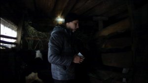 Замер телят черно пестрой породы в 7 месяцев// вес телят в 7 месяцев // Жизнь в Дер