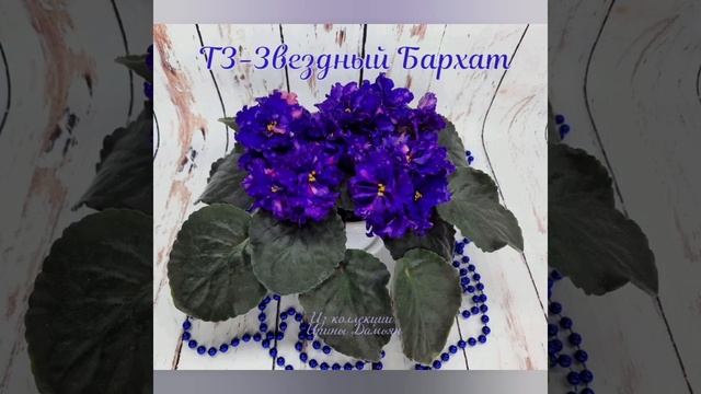 Коллекция Цветущих ФИАЛОК, фото с названием сорта. смотреть онлайн