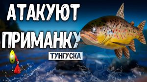 RF4 ОЧЕНЬ АКТИВНО АТАКУЮТ ПРИМАНКУ #рр4