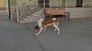 Гаплан внук чемпиона Туркмении 2014 Басар - Ашхабад Багир.