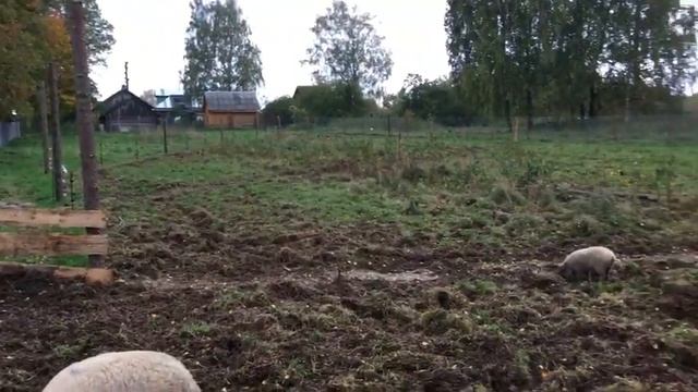 Электропастух с поросятами, венгерская Мангалица. смотреть онлайн