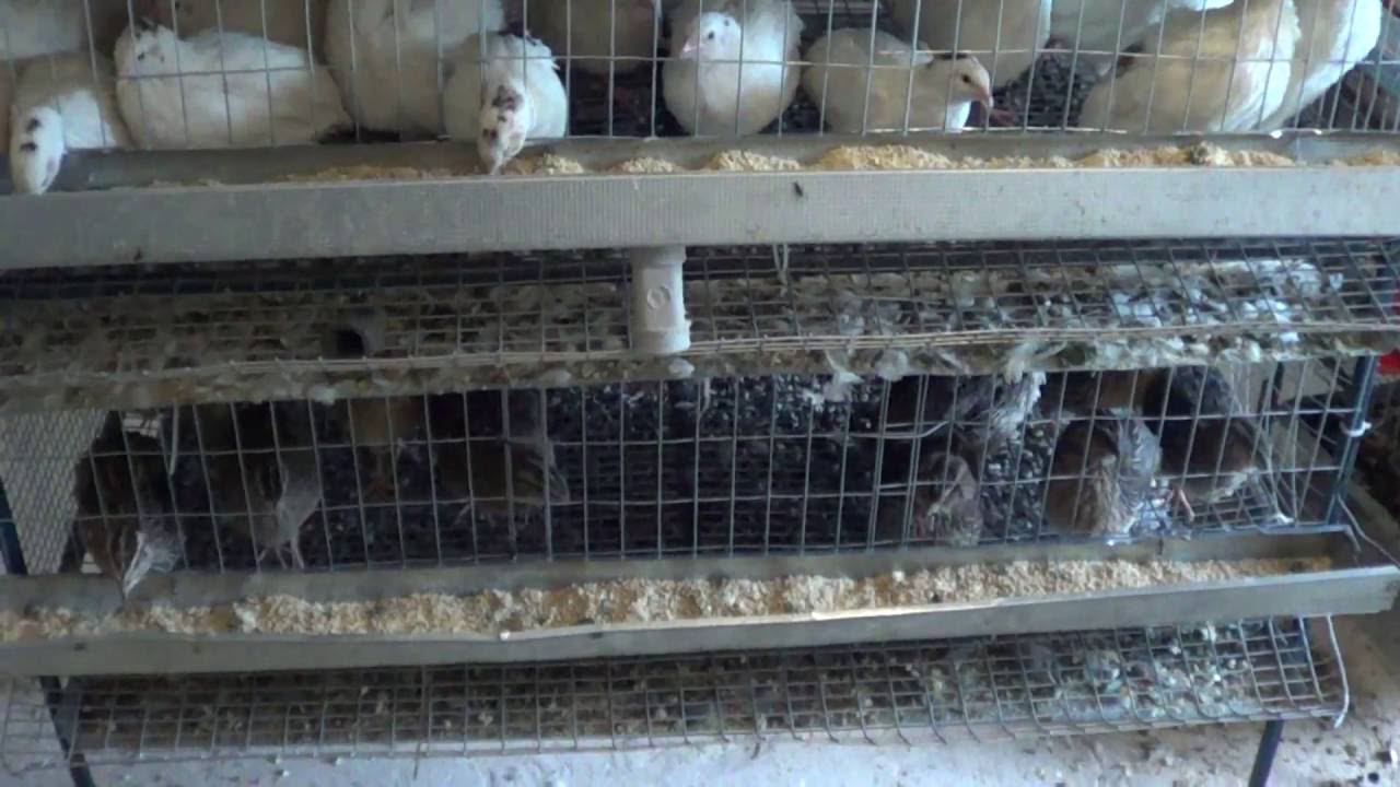 Система поения для перепелов, подключение воды смотреть онлайн