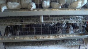 Система поения для перепелов, подключение воды