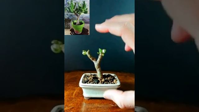 Primer paso formación árbol miniatura. 🌱 #suculenta #bonsai #plantas #miniatura