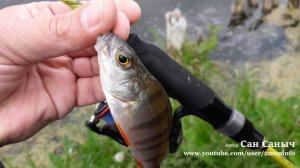 Знакомство со спиннингом Maximus Ichiro 18UL 1.8м 1-7г и катушкой DAIWA 18 NINJA LT2000