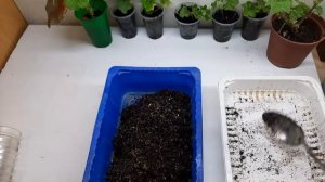 Черенкование фуксии и посадка/грунт для черенков/