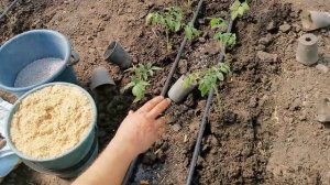 Какие Удобрения вносить весной под вспашку