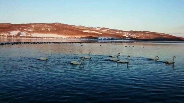 Пернатые жители озера Халактырское. Камчатка. смотреть онлайн