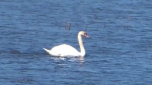 Полет лебедя