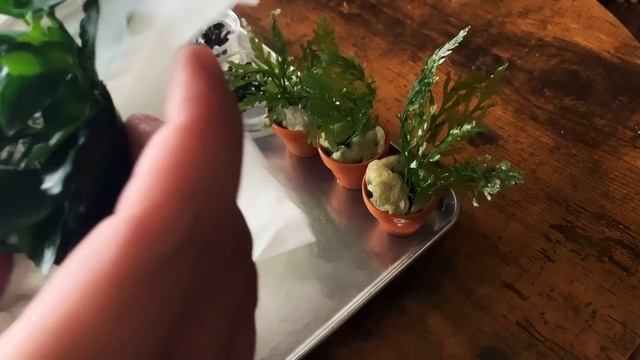 そびえる溶岩石と陰性水草で作る30cm水槽の全工程とその後【アクアリウム】 смотреть онлайн