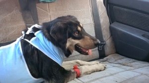 Нужна помощь в погашении долга в ветклинике за собачку Кису!