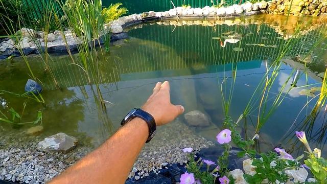 Расширяем пруд! / Мелководная Зона биоплато / Фильтрация через щебень / Мидии в пруд (июль 2020) смотреть онлайн