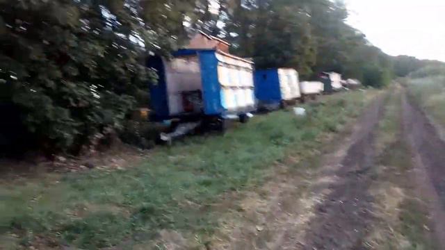 Пчелы!…на пасека как на курорте смотреть онлайн