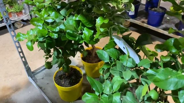 Обзор цитрусов: лимоны. Лимон Россо, Карубарро, Мейера смотреть онлайн