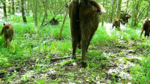 Зубры с новорождёнными. Заповедник "Калужские засеки"