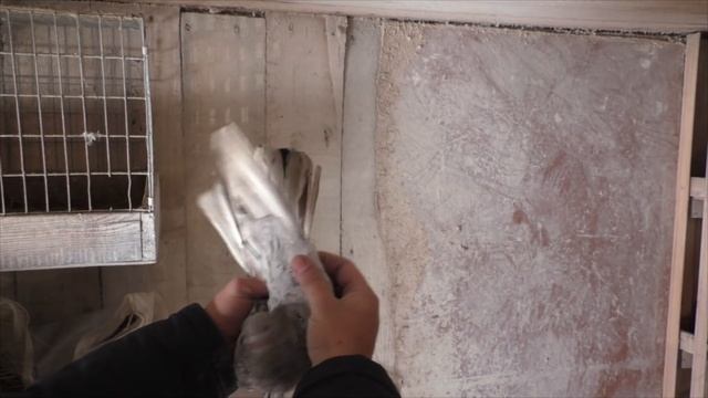 Редкие грузинские бойные голуби в Москве ! Полёт ,игра,бой голубей !  #pigeons#