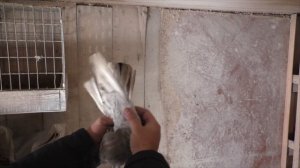 Редкие грузинские бойные голуби в Москве ! Полёт ,игра,бой голубей !  #pigeons#