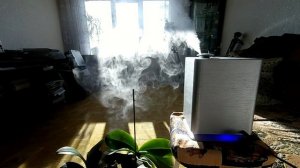 Вот это любит Архидея и цветет круглый год