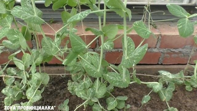 Раз горох, два горох/ Уход, полив, новые сорта... /#зеленыйгорошек #цвететгорошек #деревняогород
