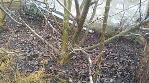 отличия слаборослого ореха, типа Идеал, от обычного грецкого ореха