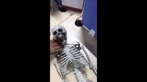 Большая модель скелета детализированная фигурка скелета анатомический скелет человека 90см