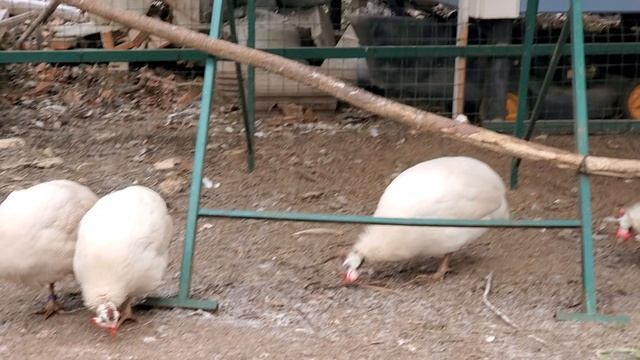 Осень пришла