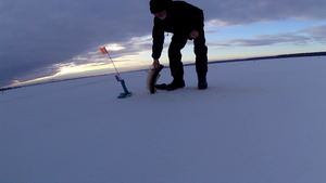 Зимняя рыбалка на жерлицы. Ловлю судака в корягах