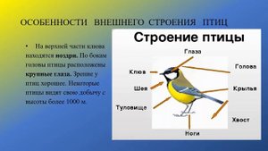 Птицы Общие признаки птиц Особенности внешнего строения птиц биология 8 кл