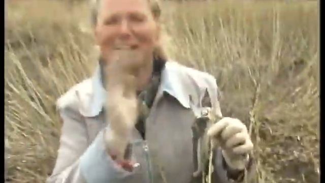 Что делать со смородиной весной? смотреть онлайн