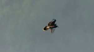 Сумеречный американский стриж - водопады, как надёжное укрытие.