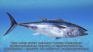 Стейки тунца на мангале