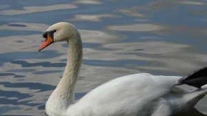 The swan with one leg tucked onto its back - Лебедь с лапкой на спине