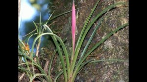 Бильбергия поникающая (Billbergia nutans)