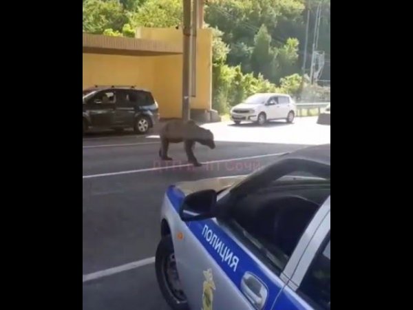 В Сочи медведь вышел на федеральную трассу к людям
