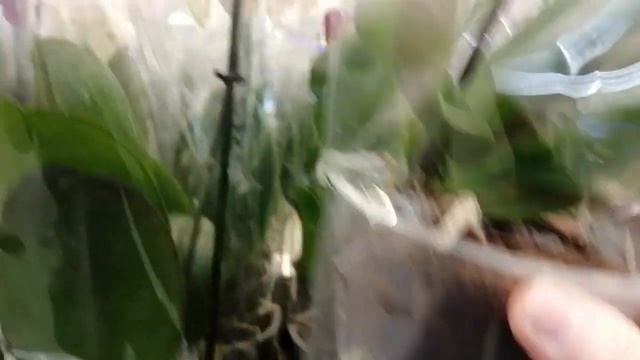 17.11.23г.Новое поступление орхидей в Леруа Картмазово Москва Киевское шоссе. смотреть онлайн