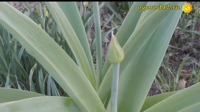 Солнечные краски весеннего сада смотреть онлайн