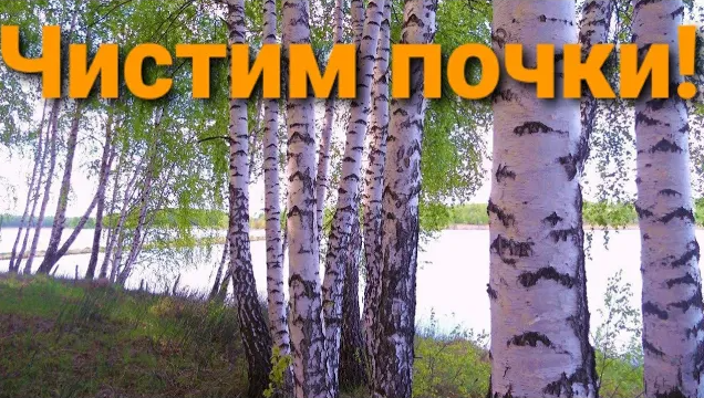 ДОБЫВАЕМ И ЛЕЧИМСЯ БЕРЕЗОВЫМ СОКОМ! ЧИСТИМ ПОЧКИ!