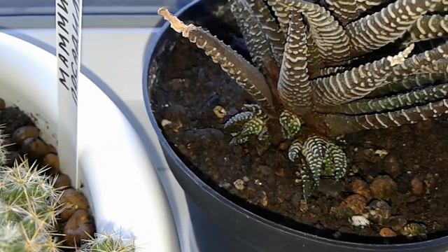 Полка в зале (часть 1) смотреть онлайн