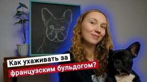 Как ухаживать за французскими бульдогами?