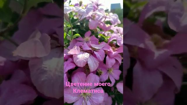 Клематис "Комтес Де Бушо" смотреть онлайн